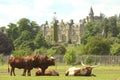 Longhorns at Blair Drummond