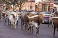 Longhorns cattle drive at the Fort Worth Stockyards. Royalty Free Stock Photo