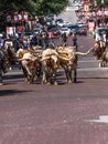 Longhorns in City Royalty Free Stock Photo