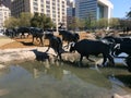 The longhorns of Dallas Texas