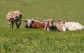 Longhorns in field 1