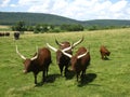 Longhorns at Lake Tobias Royalty Free Stock Photo