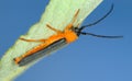 Longicorn beetle Royalty Free Stock Photo