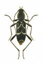 Longicorn Beetle Chlorophorus sartor