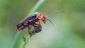 Longicorn beetle climbs finger tip showing