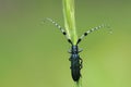 Longicorn beetle Royalty Free Stock Photo