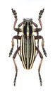 Longicorn beetle Dorcadion optatum