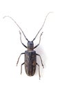 The longicorn beetle isolated Royalty Free Stock Photo