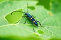 Longicorn beetle portrait Royalty Free Stock Photo