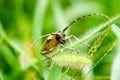 Longicorn beetle portrait Royalty Free Stock Photo