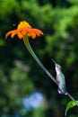 The longing stem humming bird Royalty Free Stock Photo