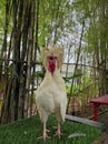 the longish chicken screams for food Royalty Free Stock Photo