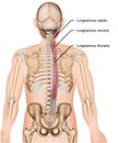 Longissimus muscle 3d medical illustration on white background