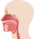 Longitudinal section of the diagram of the anatomy of the human nose vector Royalty Free Stock Photo