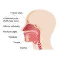 Longitudinal section of the diagram of the anatomy of the human nose vector Royalty Free Stock Photo