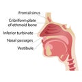 Longitudinal section of the diagram of the anatomy of the human nose vector Royalty Free Stock Photo