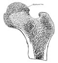 Longitudinal Section of Head of Femur, vintage illustration