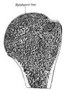Longitudinal Section of Head of Humerus, vintage illustration