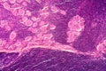 Longitudinal section of human spinal ganglion cells under the microscope