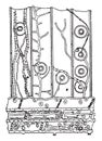 Longitudinal section in a pine wood fragment contested by Meruli