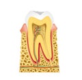 Longitudinal section in the tooth -Tooth Anatomy