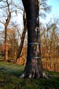 The longitudinally cracked oak tree trunk is repaired by an arborist using a metal hoop bolted around the torso. The tree was stru