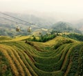Longji Rice Terraces, China Royalty Free Stock Photo