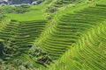 LongJi rice terraces (China) in late summer