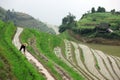 Longji rice terraces, Guangxi province, China