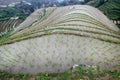 Longji rice terraces, Guangxi province, China Royalty Free Stock Photo