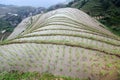 Longji rice terraces, Guangxi province Royalty Free Stock Photo