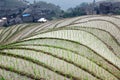 Longji rice terraces, Guangxi province, China Royalty Free Stock Photo