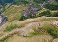 Longji terrace rice field,Aerial photography