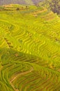 Longji terraces rice fields near Guilin, Guangxi, China Royalty Free Stock Photo