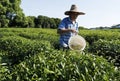 Longjing tea field in Hangzhou Royalty Free Stock Photo