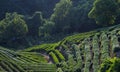 Longjing Tea Plantations