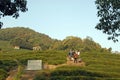 Longjing Tea Village near Hangzhou in Zhejiang Province, China. People walking in the famous tea fields.