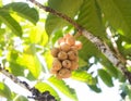 Longkong fruit or Lansium parasiticum fruit in Thailand Royalty Free Stock Photo