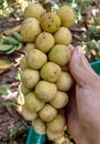 Longkong, Thai fruit, sweet and sour taste