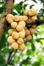 Longkong tropical fruit on the tree. Thai Fruit.