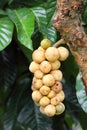 Longkong tropical fruit on the tree. Thai Fruit.