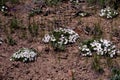 Longleaf Phlox 57038