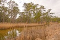 Longleaf Pine along a Coastal Bayou Royalty Free Stock Photo