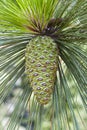 Longleaf pine cone Royalty Free Stock Photo