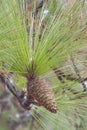 Longleaf pine cone Royalty Free Stock Photo