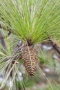 Longleaf pine cone Royalty Free Stock Photo