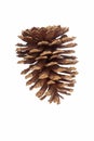 Longleaf pine cone Royalty Free Stock Photo