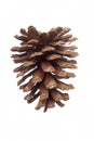 Longleaf pine cone Royalty Free Stock Photo
