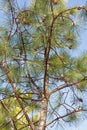 Longleaf pine with cones Royalty Free Stock Photo