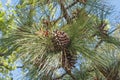 Longleaf pine cones Royalty Free Stock Photo